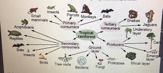 Tropical Rainforest Food Web | Overview & Consumers - Lesson | Study.Com