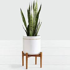 Modern And Elegant Our Sansevieria Floor Plant Commonly Called The Snake Plant Will Add A Touch O Floor Plants Potted Plants Outdoor Easy Care Indoor Plants