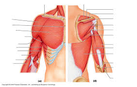 Each of the muscles diagrams illustrates a slightly. Shoulder Arm Muscles Diagram Quizlet