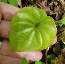 Image result for Dioscoreaceae