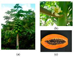 Image result for Carica