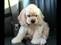 When it comes to color options, considering that both the cocker spaniel and poodle come in a wide range of coat colors, the cockapoo will offer the same broad spectrum of colors and color combinations. Aj Kennels Ania S N Aj S Jack Frost Aka Blizzard Silver Buff Cocker Spaniel Youtube