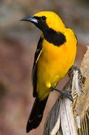oriole masque icterus cucullatus les oiseaux du monde animaux oiseaux