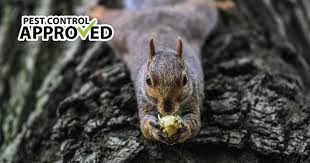 Image result for squirrel poop