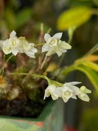 Image result for Embelia libeniana