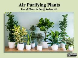 People lined their windowsills with greenery in increasing numbers after nasa released a series of studies dating back. Air Purifying Plants