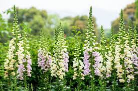 Check spelling or type a new query. Top 10 Cottage Garden Favourites The English Garden