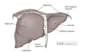 Learn how to draw liver easily. Anatomy Liver And Gallbladder