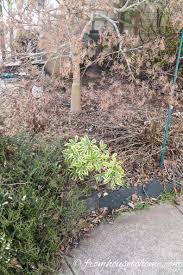Winter daphne are best planted close to a patios, decks, or other sitting areas where its fragrance can be conveniently appreciated. Daphne Plant How To Grow A Daphne Shrub That Will Fill Your Garden With Fragrance Gardening From House To Home