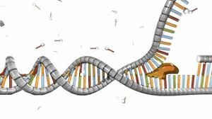 Every dna molecule is distinguished by its sequence of nucleotides. Cells Can Replicate Their Dna Precisely Learn Science At Scitable