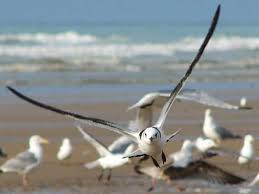 La Mouette En Reve Le Sens Mouette Mouette Rieuse Bord De Mer