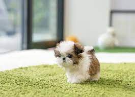 Pin On Shitzu Puppies