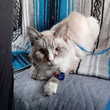 Daily walking, nail trim, medication given and bath before they head home are all available at a small. Southside Animal Clinic 18 Photos 10 Reviews Veterinarians 100 Arlington Rd S Jacksonville Fl Phone Number