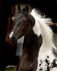 Black And Arabian Mix Pin On Horses