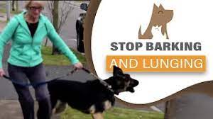 Maybe you would like to learn more about one of these? How To Stop Your Dog Barking Lunging At Visitors Dogs Aggression Youtube