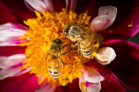 Additionally, these nutrients must be present in the right ratio for honey bees to survive and thrive. Honey Bee Health Grants Pollinator Org