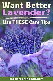 5 Simple Tips How To Grow Lavender From Seed The Gardening Dad Growing Lavender Lavender Uses Lavender Plant Care