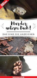 Effektive Marderabwehr Das Kannst Du Tun Marder Marder Vertreiben Marder Im Dach