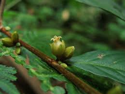 Image result for Rinorea