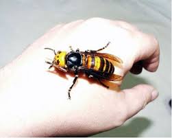 Big Black Bug That Looks Like A Wasp Japanese Hornet This Picture Is Not Photoshopped It Is Really This Big Each Year In Japan Giant Hornets Kil Japanese Giant Hornet Asian Giant Hornet Insects