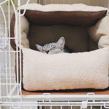 ダイソーの座布団で猫ベッドを作ってみた 今日も猫と 猫 ベッド 手作り 猫 こたつ 犬の家具