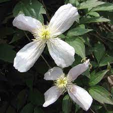 Clematis are lovely flowering vines that comprise many different species and cultivated varieties, each with their own growth forms and habits. Mountain Clematis Planting Pruning And Care For Clematis Montana