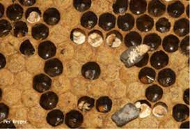 Chalk Brood – Ipswich & West Moreton Beekeepers Association Inc.