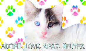 Safe haven animal rescue, inc. Safe Haven Animal Rescue é¦–é¡µ Facebook
