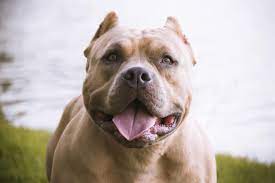 We did not find results for: Why I Love Pit Bulls Cesar S Way