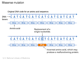 What Kinds Of Gene Mutations Are Possible Genetics Home