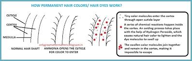 I'll tell you about where this myth comes from. I M Curious Too How Does Hair Dye Work
