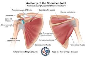 The Shoulder Is A Ball And Socket Joint Which Allows For A Wide Range Of Movement D Shoulder Muscle Anatomy Rotator Cuff Exercises Torn Rotator Cuff Symptoms