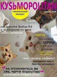 pin na doske cat s loool