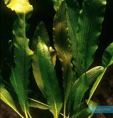 Image result for Aponogetonaceae