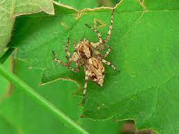 It has brown and black striped legs and the white markings on its back. Massachusetts Spiders Pictures And Identification Green Nature