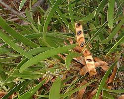 Image result for Acacia eriocarpa