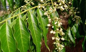 Image result for Sebaea brachyphylla