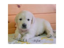 We would love to show you golden retriever fans our farm and golden retriever breeding facilities. Visit Our Golden Retriever Puppies For Sale Near Madison Wisconsin