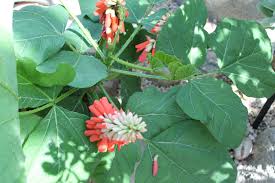 Image result for Berkheya zeyheri