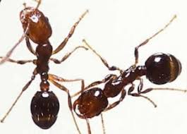 Quelles Sont Les Fourmis A L Interieur De Votre Maison