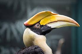 Building materials are basically divided into natural materials and synthetic materials. Shanghai Zoo Wikipedia
