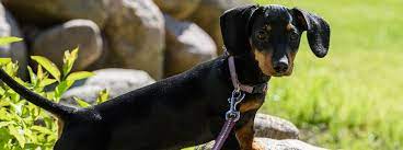Hundejahre In Menschenjahre Purina