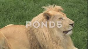 The gift (frequently referred to as simply the gift) is a soundtrack album curated by american singer beyoncé for the 2019 photorealistic animated remake of the lion king and for black is king (2020). Large White Lion King Of The Jungle Re Stock Video Pond5
