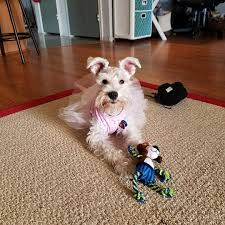 Sophie In Her New Toto Mini Schnauzer Schnauzer Cute