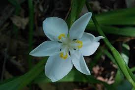 Image result for Dietes flavida