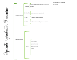 Cuadro sinoptico de aparato reproductor femenino y masculino