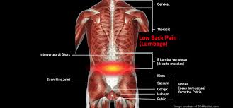 Unit three — abdominal organs, pelvis & lower limb. Anatomy Of Lower Back Anatomy Drawing Diagram