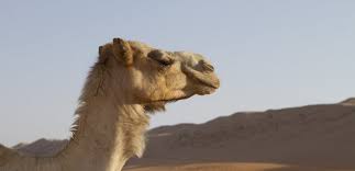 For some unexplained reason when taken out of their own country or north of the the western strait, opening into the gulf of gabes, is a mile and a half broad; Victory Following Peta Appeal Take Me Out Drops Camel Rides