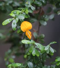 Image result for Millettia ebenifera