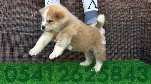 Akita Inu Yavru Fiyatlari 05412625843